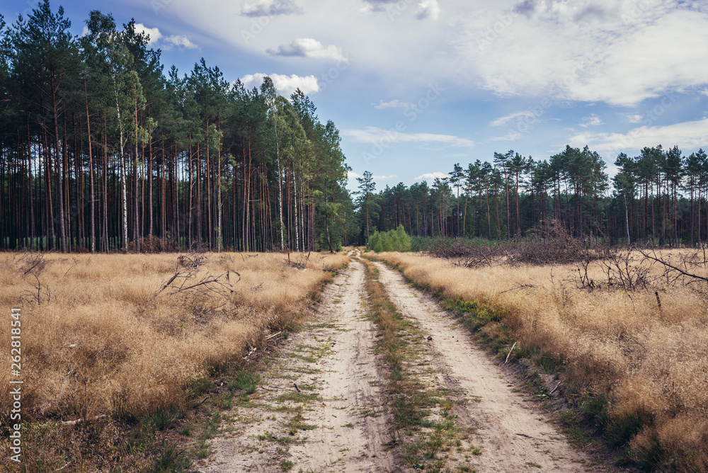 Forest road in Kashubia Lake District in Poland Forest road in Kashubia Lake District in Poland