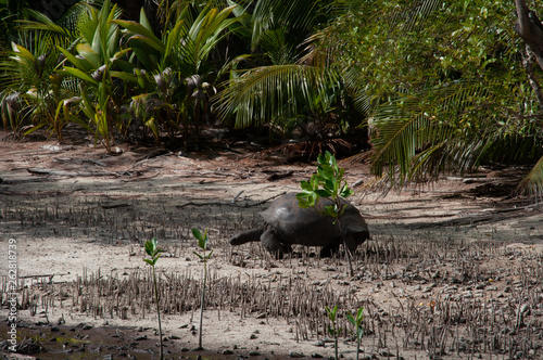 turtle walking in the Mangrove forest at low tide. Curieuse Island, Seychelles