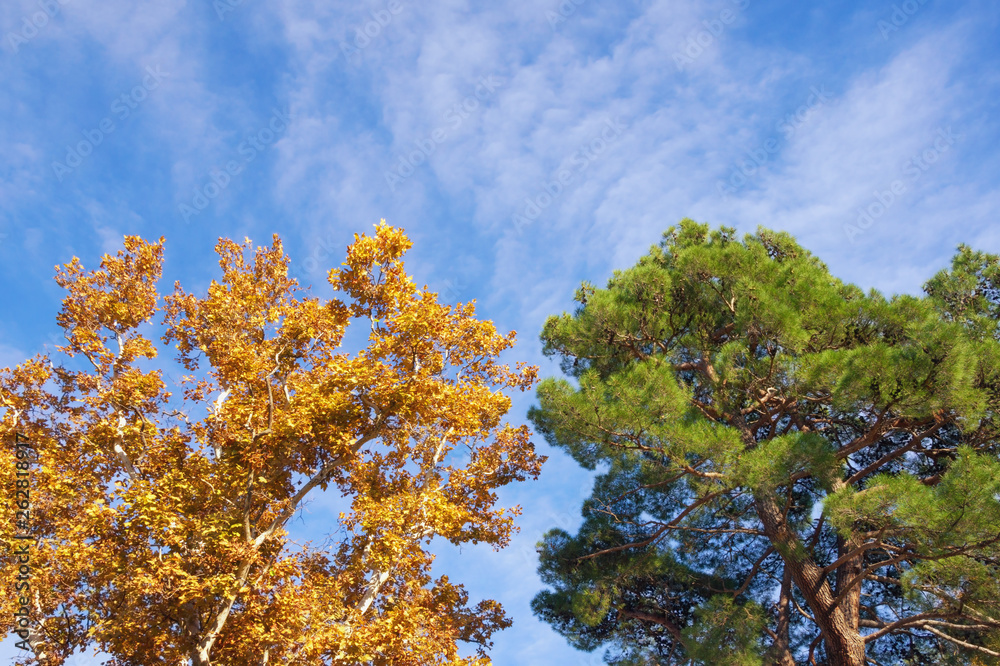 Autumn. Two trees -  deciduous and coniferous - against blue sky on a sunny day.   Yellow sycamore  and green pine tree