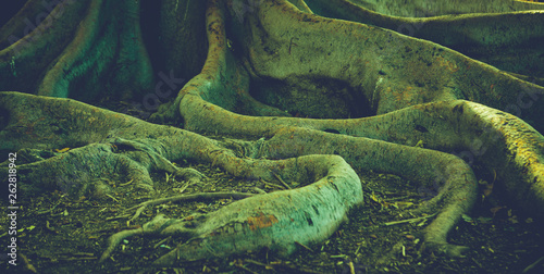 large tree roots