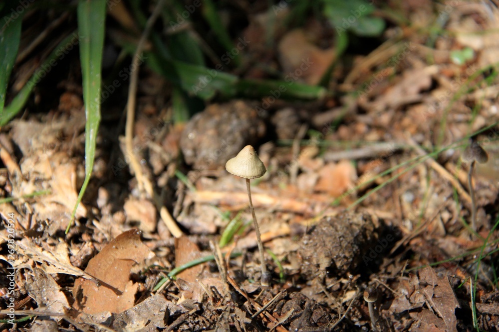 Mushroom in the forest in Norway Mushroom in the forest in Norway