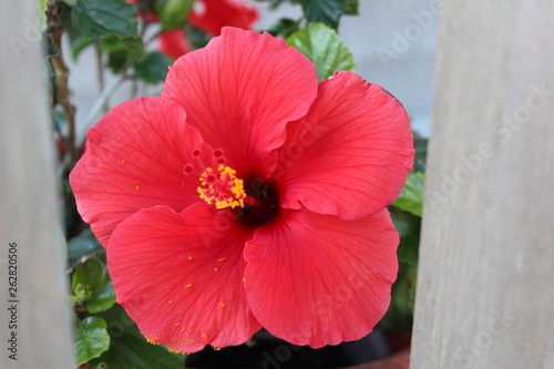 Hibiscus  © MaryAnn