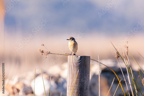 Mallorca birdwatching