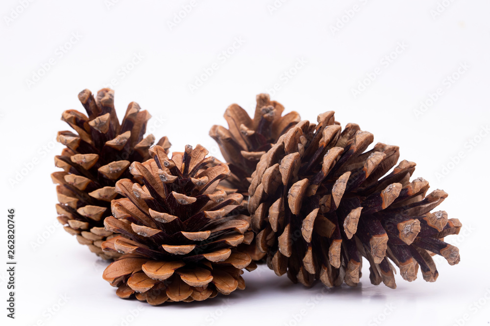 Brown pine cone isolated on white background Brown pine cone isolated on white background