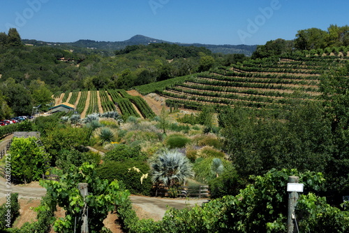 vineyard in Glen Ellen California USA