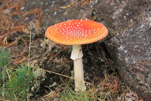 Mushroom in the forest in Norway