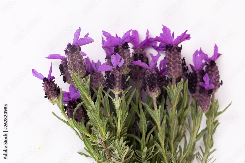 Fototapeta premium Lavandula Stoechas (French lavender; Spanish Lavender; Topped Lavender); isolated on white