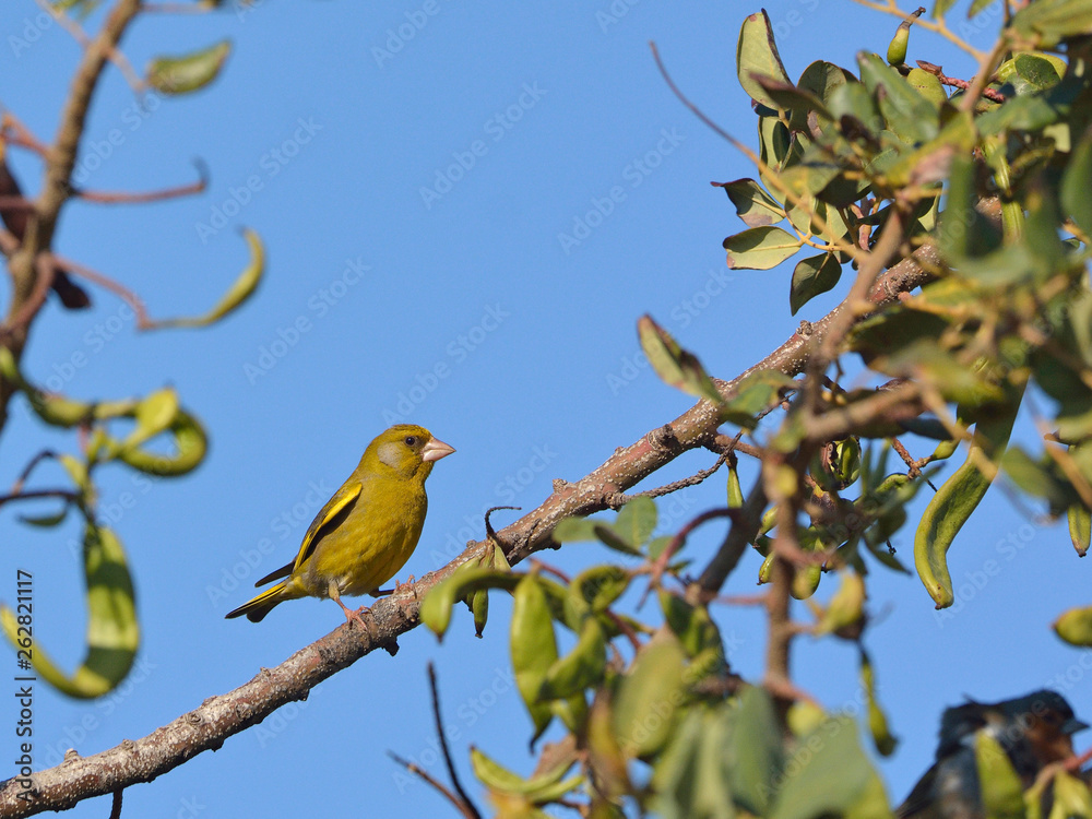 European Greenfinch (Chloris chloris), Greece European Greenfinch (Chloris chloris), Greece