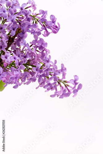 Lilac flowers isolated on a white background © Esin Deniz