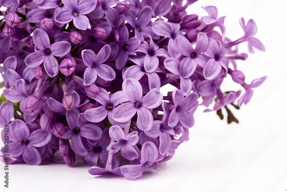 Lilac flowers isolated on a white background