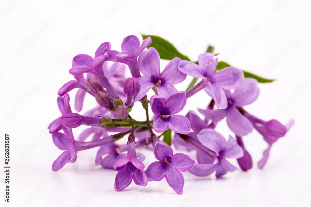 Lilac flowers isolated on a white background