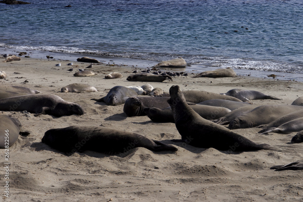 Fototapeta premium sea lions on beach in Big Sur California USA