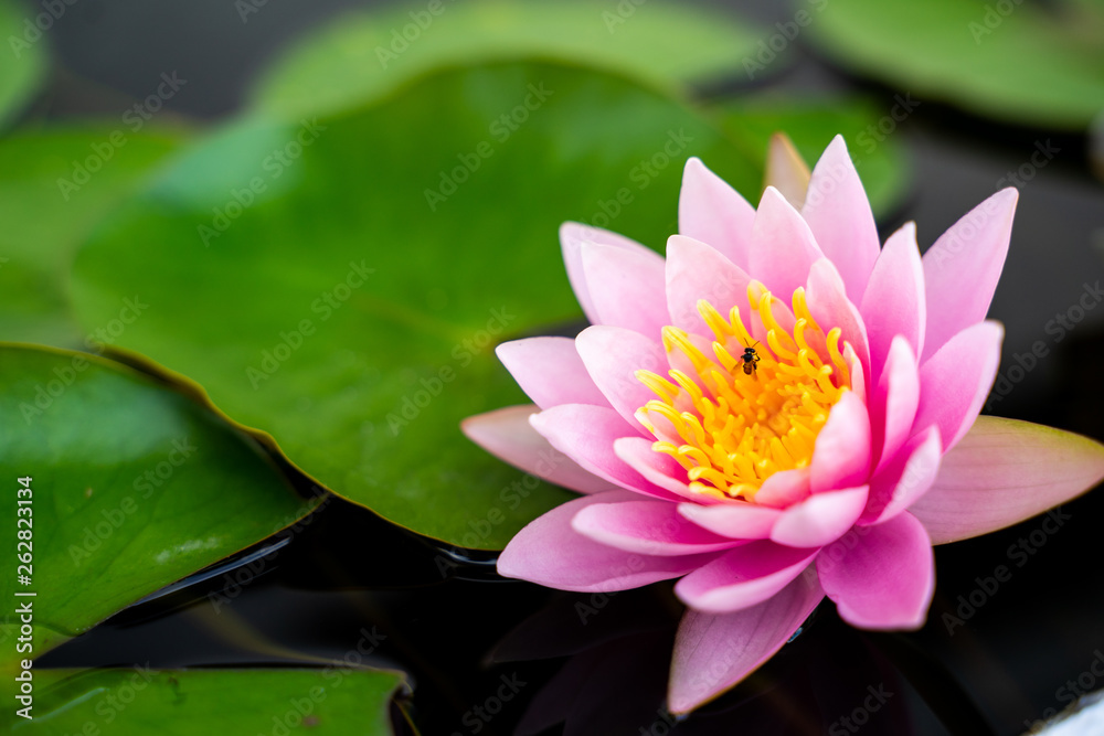 Bees are looking for honey from pink lotus flowers and green lotus leaves in the water. Bees are looking for honey from pink lotus flowers and green lotus leaves in the water.