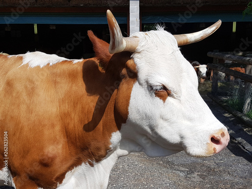 Hinterwälder-Rind photo