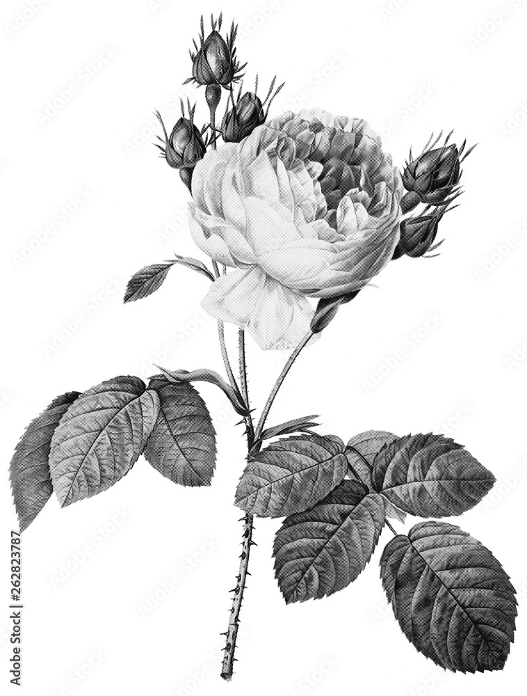 Obraz premium Botanical Illustrations in Halftone Pattern