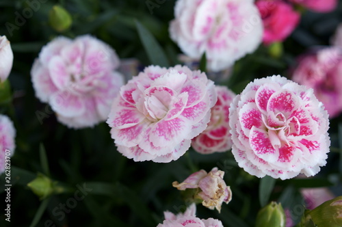 Carnation pink flower © travelers.high