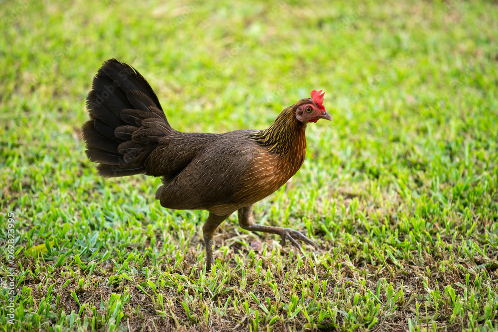 Fototapeta premium Asian chicken walking in the green lawn