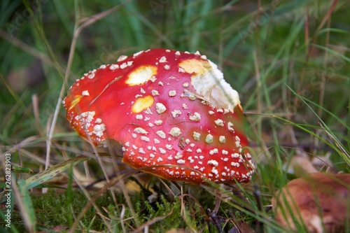 Mushroom in the forest in Norway