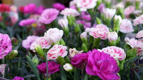 Carnation pink flower © travelers.high
