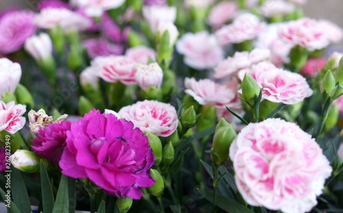 Carnation pink flower