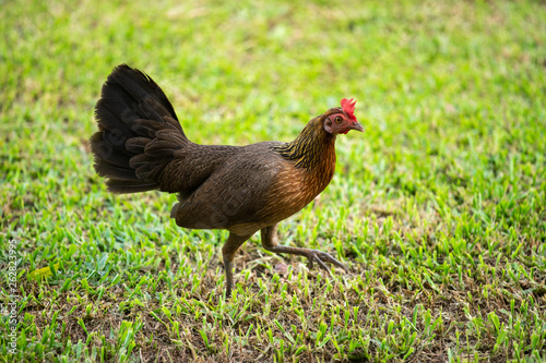 Asian chicken walking in the green lawn