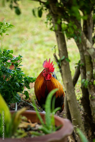 Asian chicken walking in the green lawn