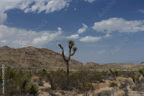 tree in desert in Joshua Tree National Park California USA © Silvano Sarrocco