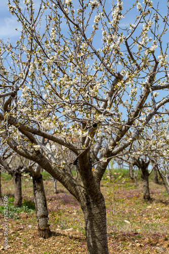 Spring season, apricot tree blossom, natural concept photo.