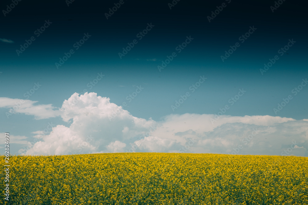 Obraz premium Rape Field