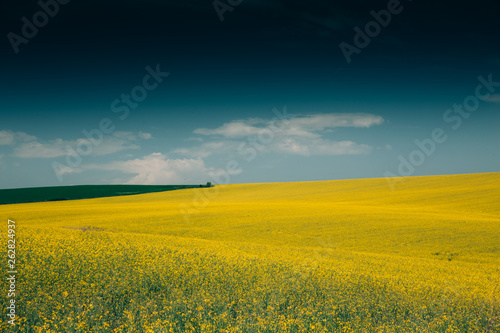 Rape Field