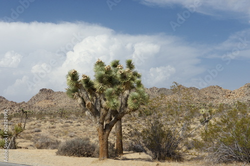 tree in desert in Joshua Tree National Park California USA