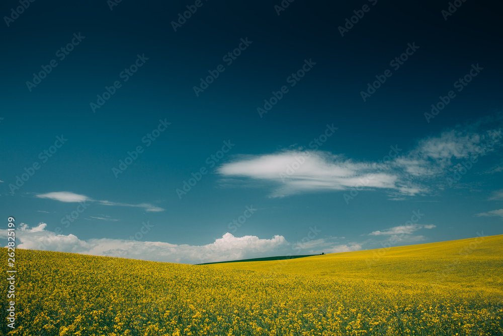 Obraz premium Rape Field
