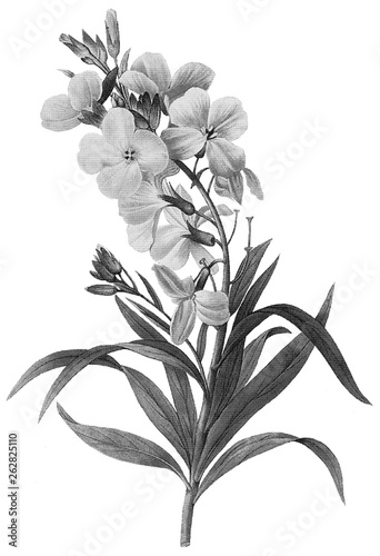 Botanical Illustrations in Halftone Pattern