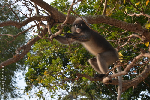 Mono en un árbol. Tailandia