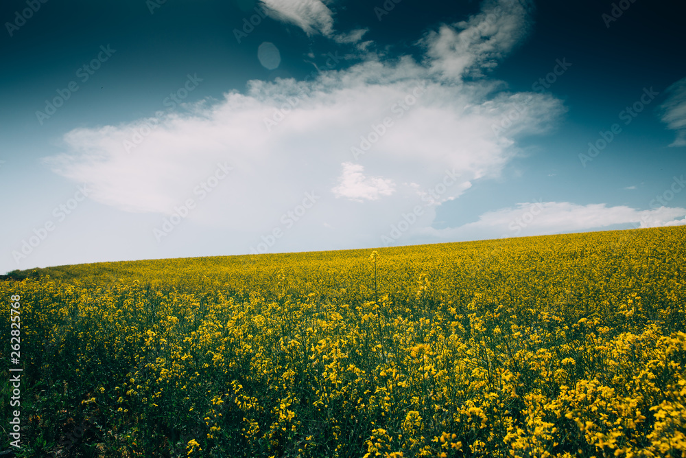 Obraz premium Rape Field
