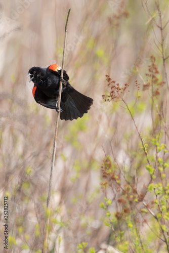 Portrait view of single red winged blackbird perching on vertical grass and singing photo