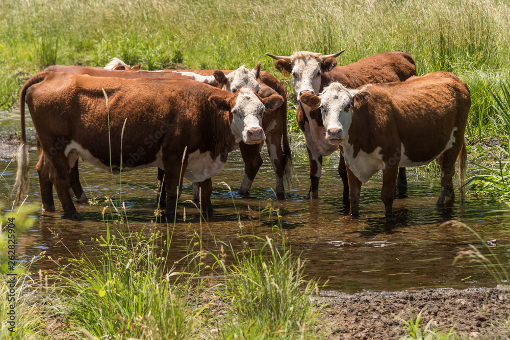 Four cows cooling themselves in a brook on a summers day in New England