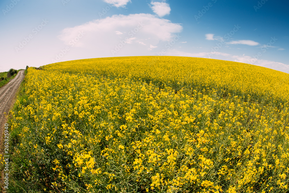 Rape Field