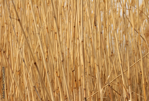 Dry stalks cane background