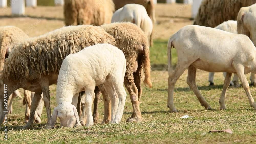 Livestock farm, flock of sheep in Thailand. Livestock farm, flock of sheep in Thailand.