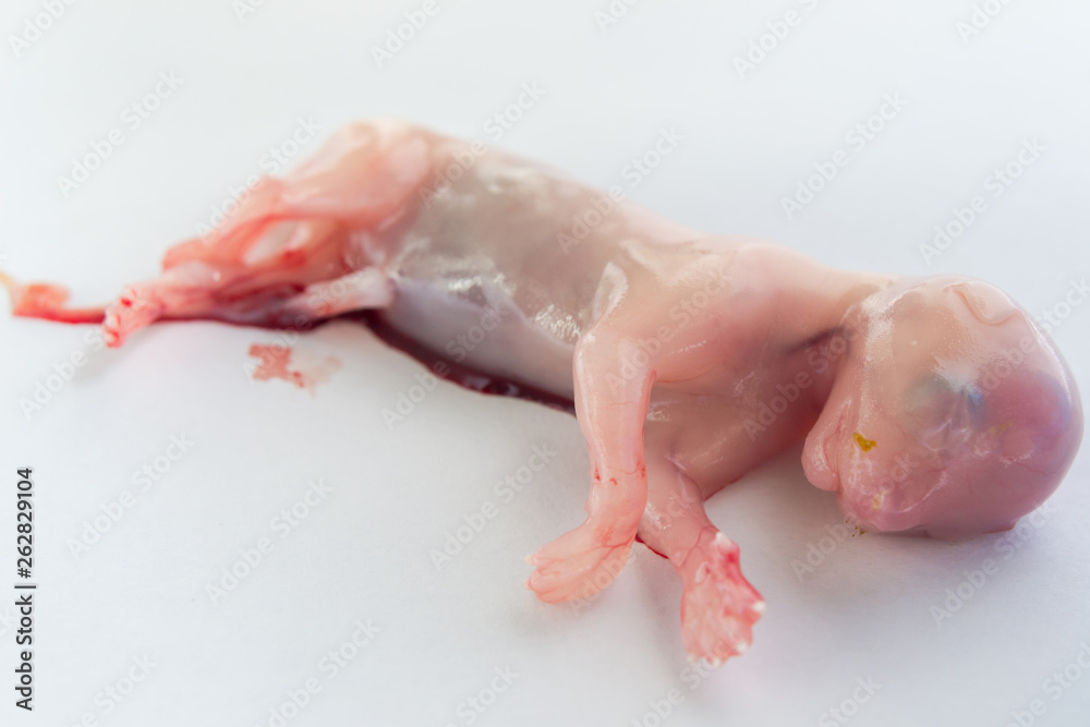 cat foetus isolated on white surface cat foetus isolated on white surface