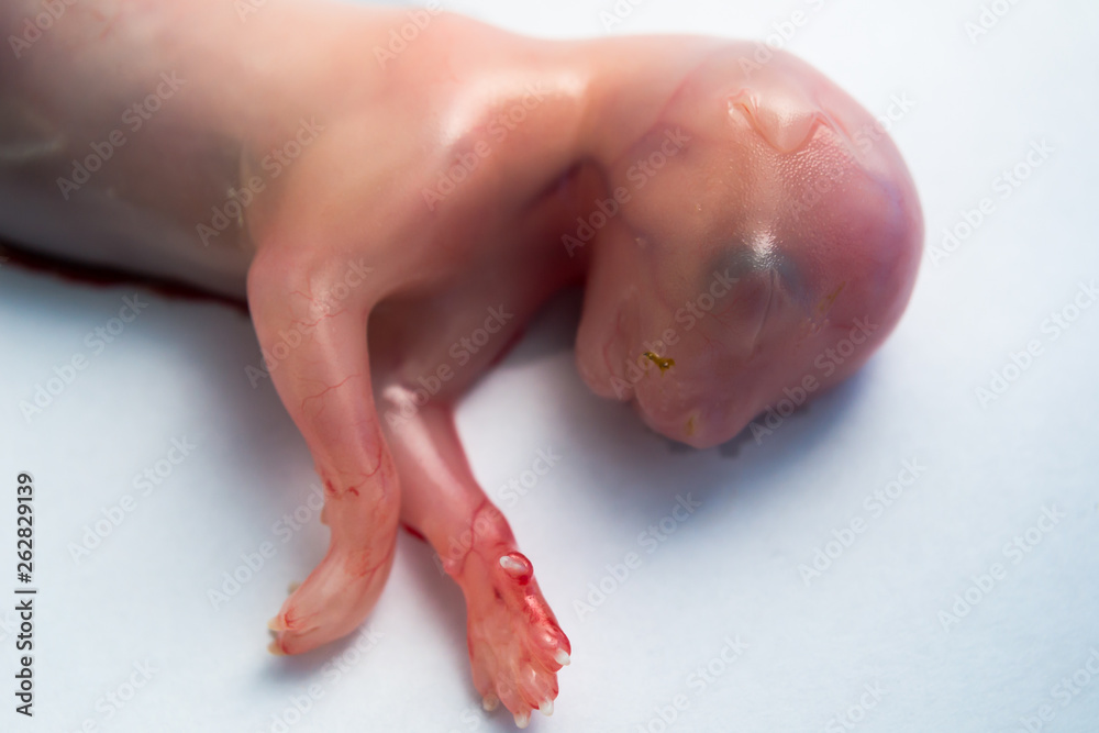 the head and the front part of the body, cat's fetus close-up