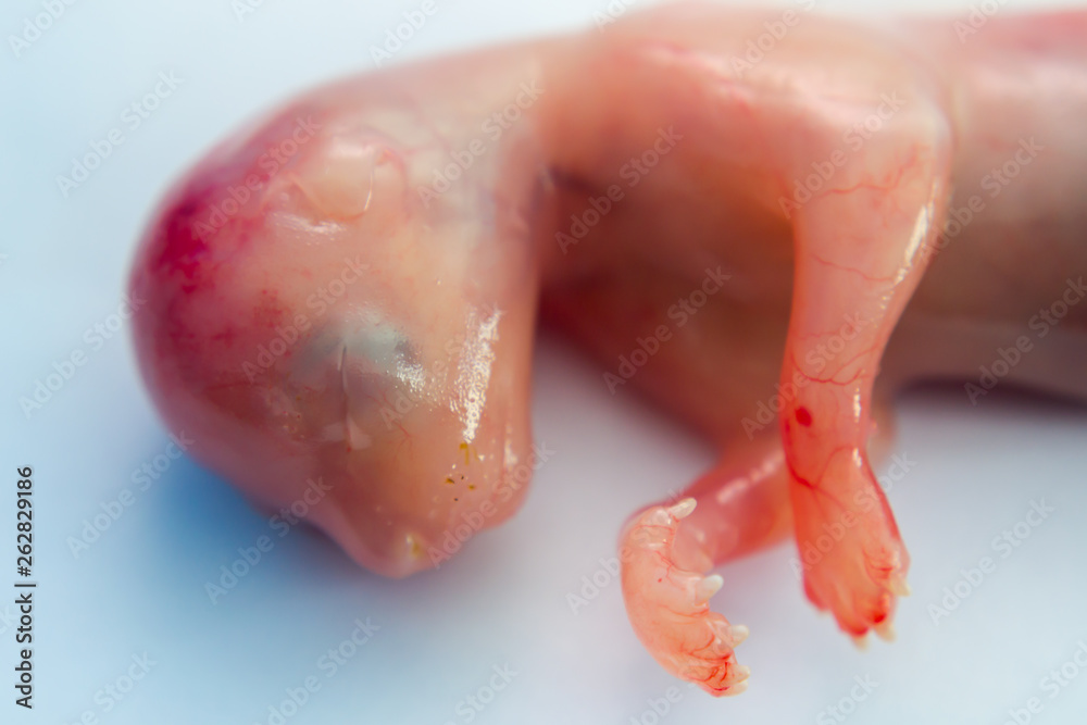 the head and the front part of the body, cat's fetus close-up the head and the front part of the body, cat's fetus close-up