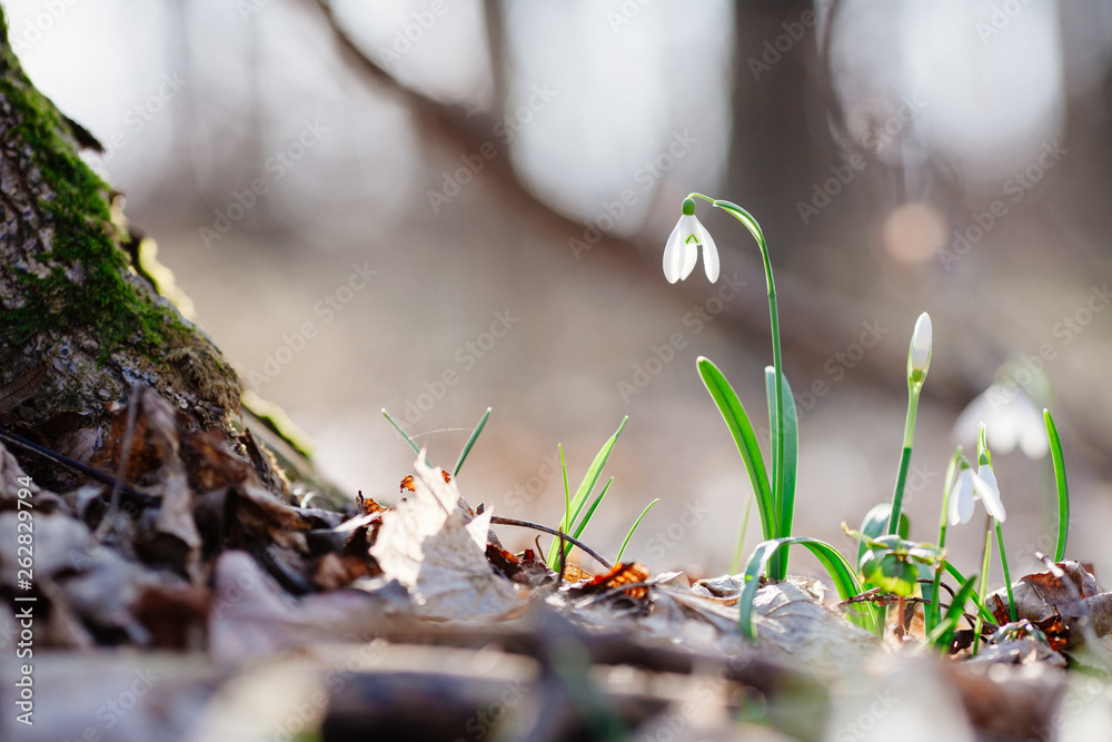 Obraz premium Snowdrop or common snowdrop 