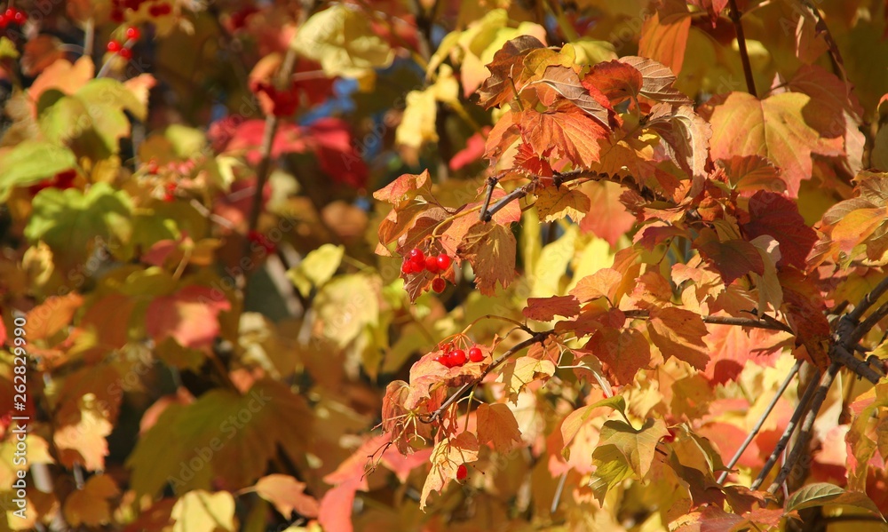 autumn, fall, leaf, ukraine, pirogovo, rowan, nature, red, yellow, orange, season, bright, color, foliage, branch, colorful, seasonal, plant, park, beautiful, beauty