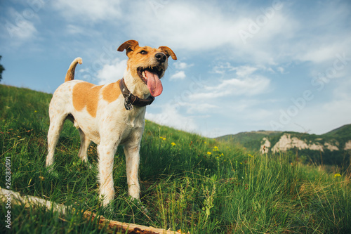 Fototapeta Naklejka Na Ścianę i Meble -  Fox terrier outdoors