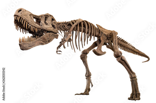 Tyrannosaurus Rex skeleton on isolated background . Embedded clipping paths . © stockdevil