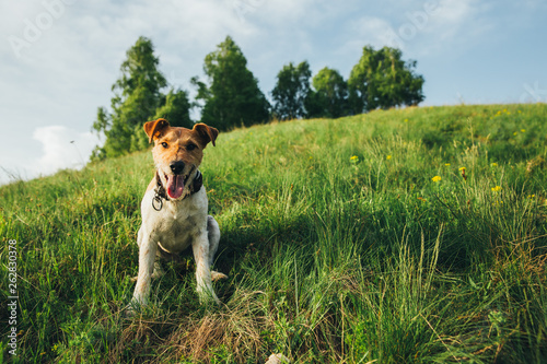 Fox terrier outdoors