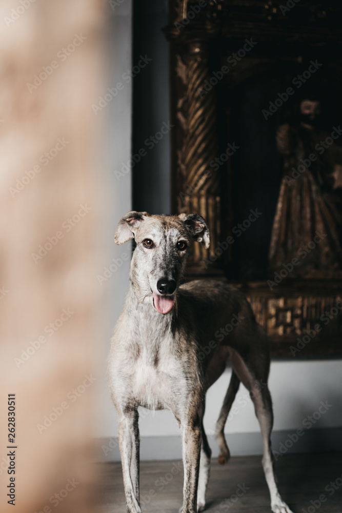 Cute Spanish greyhound relaxing on comfortable cozy home Cute Spanish greyhound relaxing on comfortable cozy home