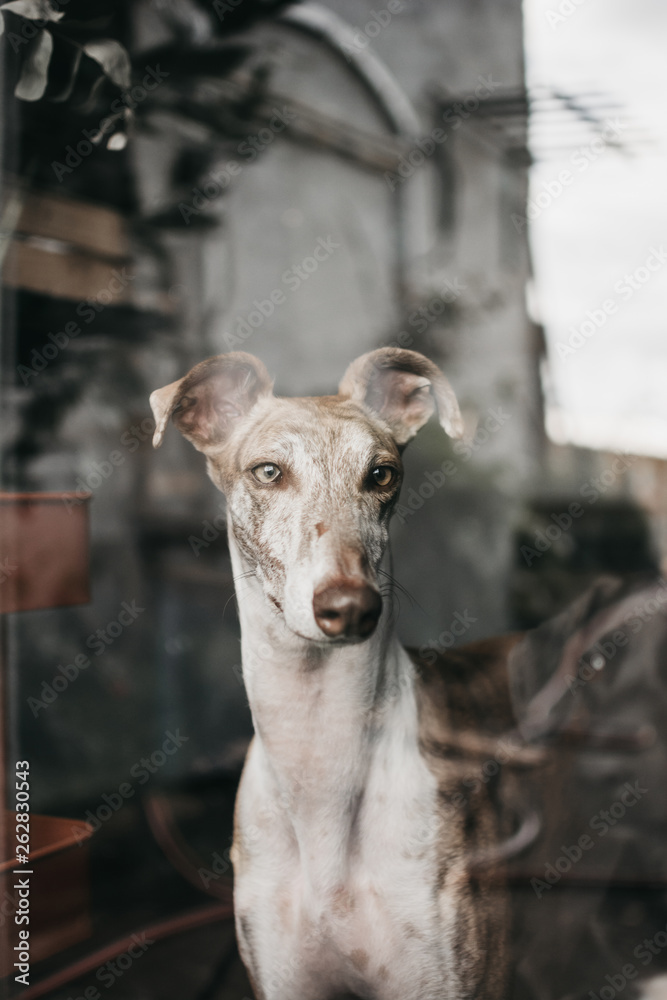 Adorable Spanish greyhounds staring at camera while sitting behind window at home Adorable Spanish greyhounds staring at camera while sitting behind window at home